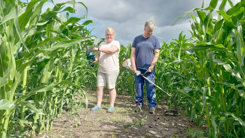 Thorsten und Nadine Bruns bereiten ihr Maislabyrinth in Klostermoor vor. Foto: Scherzer