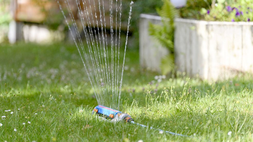 Auch der Rasen hat Durst: Alle zwei bis drei Tage sollte die Grünfläche bewässert werden, rät der Fachmann. Dabei muss nicht unbedingt ein Rasensprenger zum Einsatz kommen. Foto: imago images/Future Image