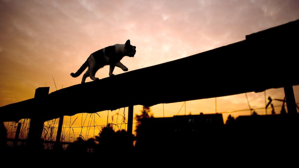 Die Silhouette einer Katze, die über einen Weidenzaun klettert, zeichnet sich vor dem bei Sonnenaufgang verfärbten Morgenhimmel ab. Foto: Stratenschulte/DPA