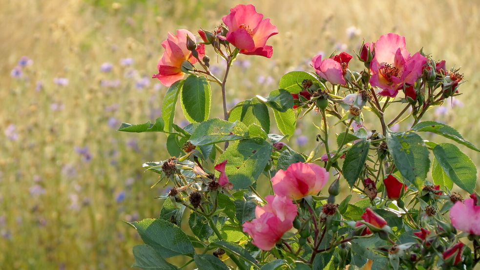Das Foto zeigt die Strauchrose Rose Pretty Sunrise. Foto: Berends-Lüürßen