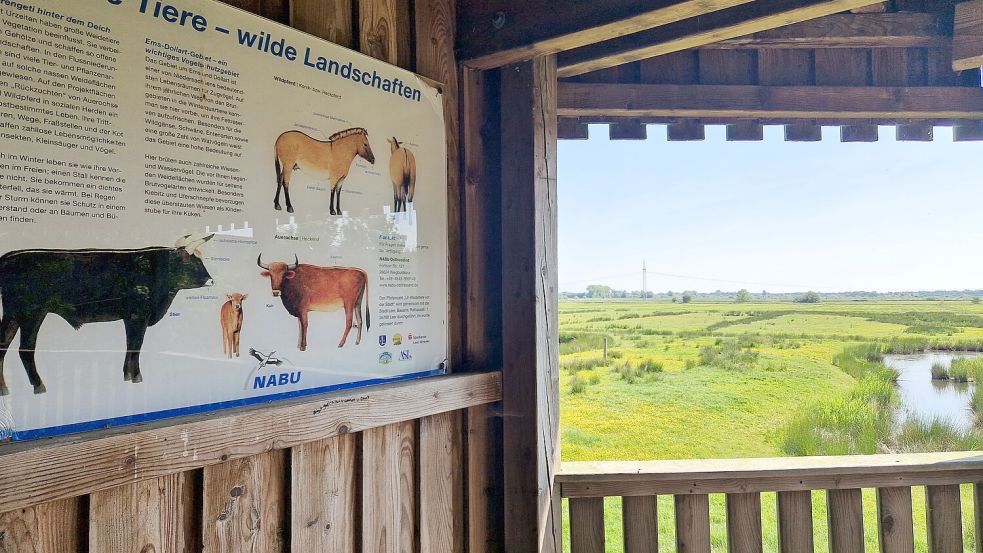 Der Nabu hat bei seinem Beweidungsprojekt Thedingaer Vorwerk einen Beobachtungsturm aufgestellt, von dem aus man die Tiere mit etwas Glück beobachten kann. Foto: Gettkowski
