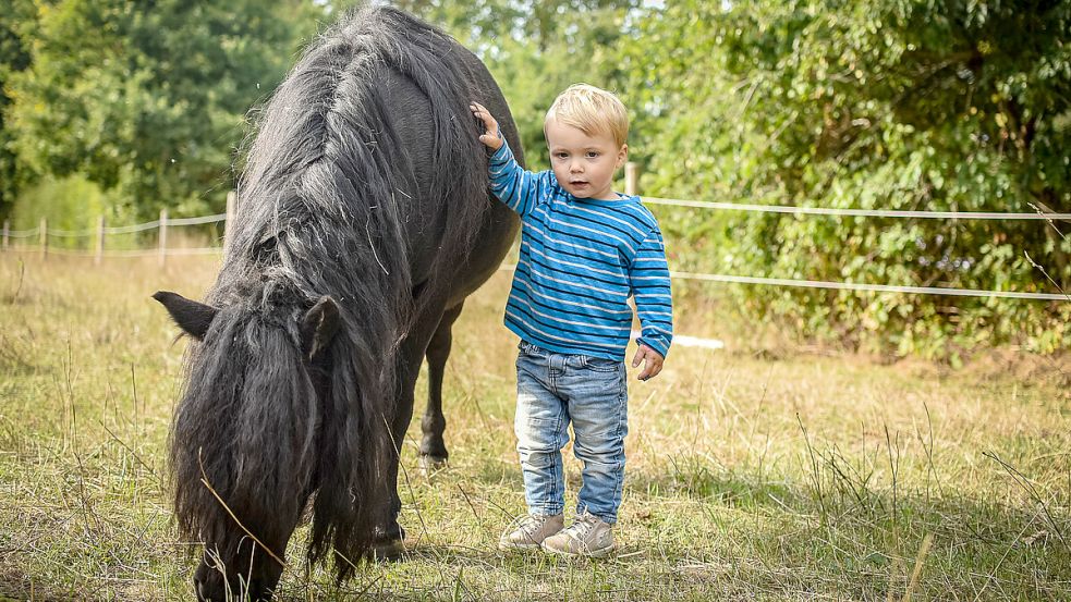 Fenno liebt den Alltag mit Ponys, Hund und Katzen. Foto: Privat