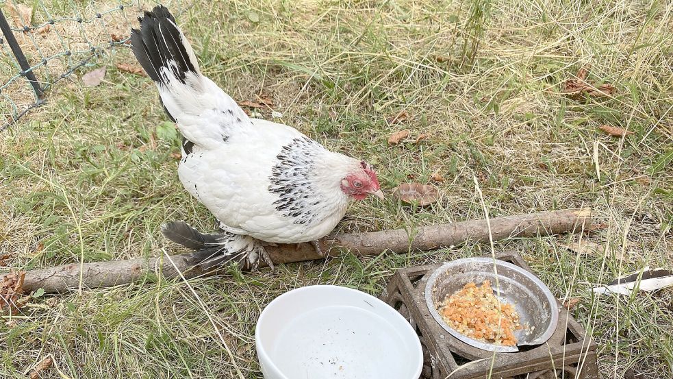 Henne Gonül in ihrem eigenen kleinen Reich im Garten. Foto: Topcu