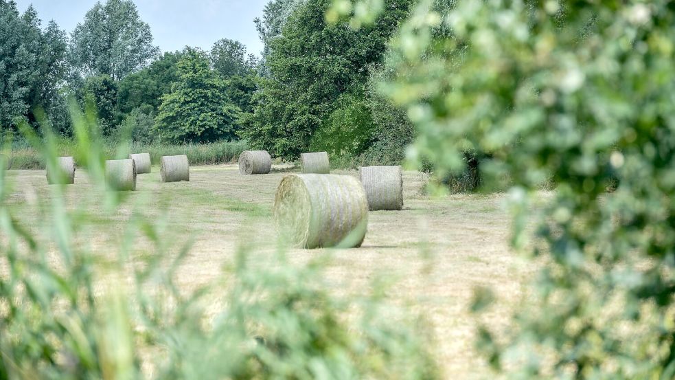 Eine reiche Heuernte ist im Westerhammrich eingefahren worden. Foto: Ortgies