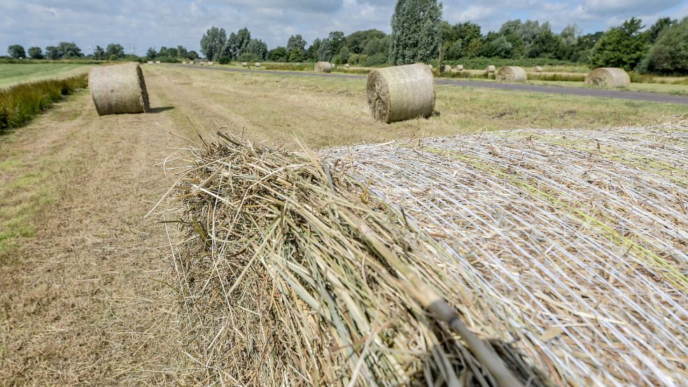 Zahlreiche große Heuballen liegen im Westerhammrich. Foto: Ortgies
