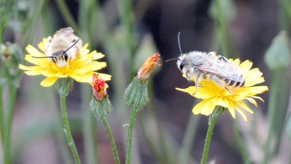 Entzücken die Latüt-Gärtnerin: schlafende Hosenbienen. Foto: Berends-Lüürßen