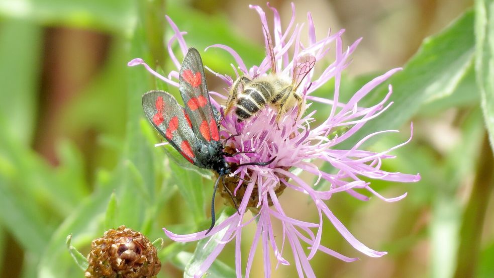 Das Sechsfleck-Widderchen gehört zu den seltenen Gästen im Garten. Foto: Berends-Lüürßen