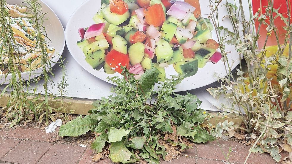 Statt Salat im Dönerladen gibt's Löwenzahn auf dem Gehweg. Foto: Gettkowski