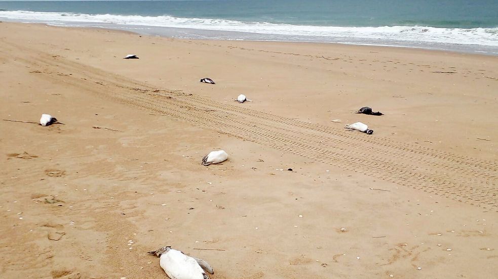 Massenhaft werden aktuell tote Pinguine an die Küste Uruguays angespült. Foto: afp/STRINGER