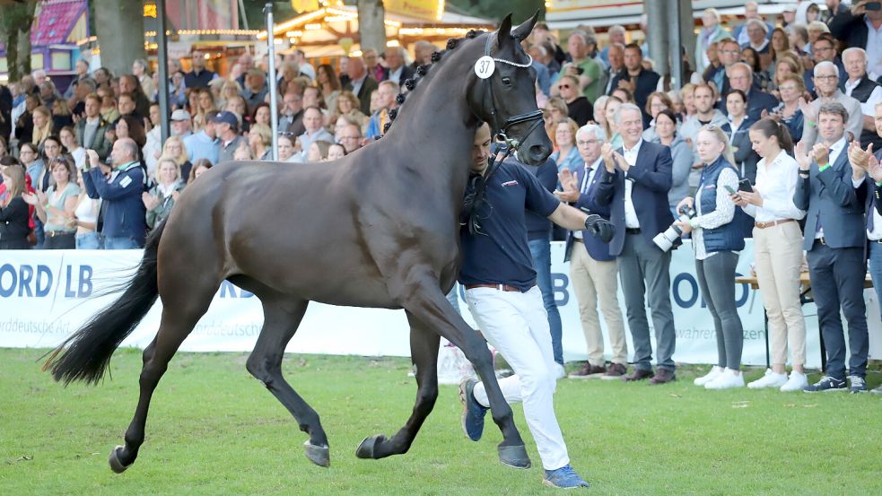Echte Schönheit: Die Stute „Mocca de Luxe“ von Monika Quarz aus Friesoythe errang bei der Elite-Stutenschau in Rastede den 5. Platz. Foto: Passmann