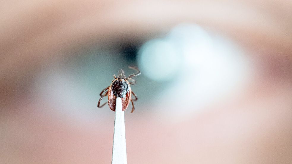 Zecken sind bekannt dafür, gefährliche Krankheiten zu übertragen. Und auch für eine lebenslange Allergie können sie verantwortlich sein. Foto: dpa/Marijan Murat