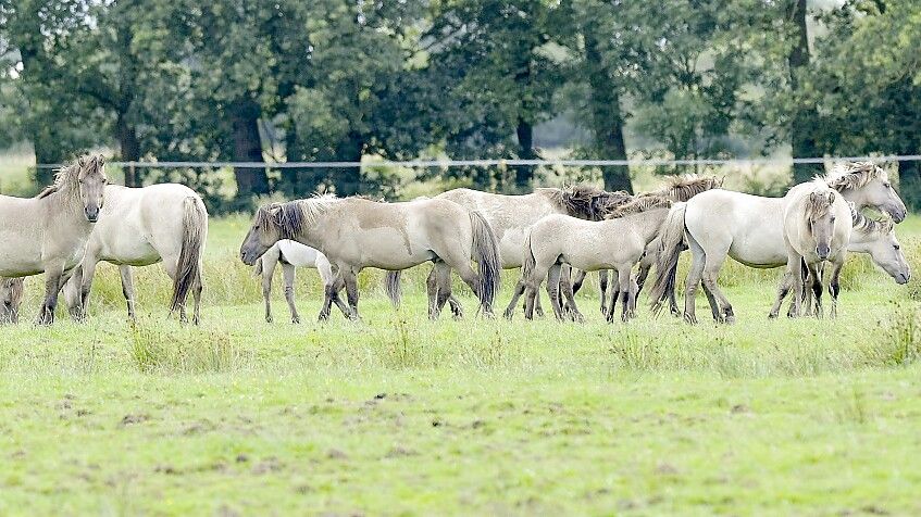 Auch die Herde der Konik-Pferde will der Nabu auflösen. Foto: Ortgies