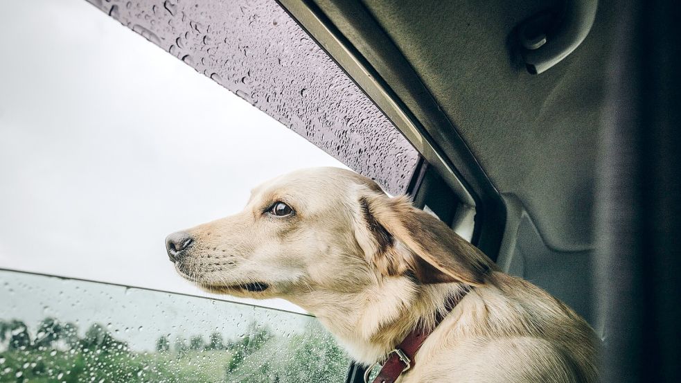 Was steckt hinter dem Begriff Hundstage? Foto: Unsplash/Daniil Silantev