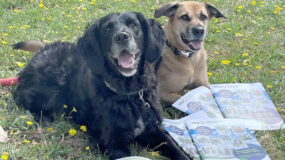 Hunde spielen im neuen Programm der Volkshochschule Papenburg eine tragende Rolle. Foto: VHS Papenburg