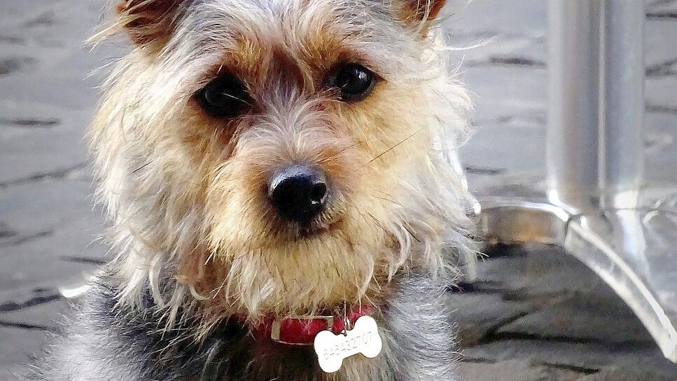 Eine Hundemarke könnte in der Gemeinde Ostrhauderfehn bald abgeschafft werden. Symbolfoto: Pixabay