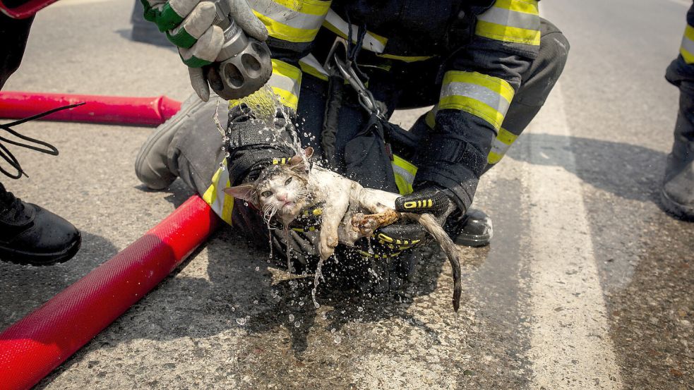Neben der Brandbekämpfung war auch die Rettung von Katzen, Hunden, Eseln und anderen Tieren eine große Herausforderung auf Rhodos. Foto: Socrates Baltagiannis/dpa