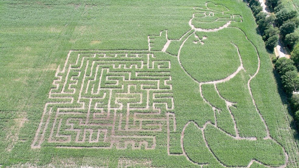 In Klostermoor kann man sich durch ein Maislabyrinth mit zwei unterschiedlichen Schwierigkeitsgraden hindurchirren. Foto: privat