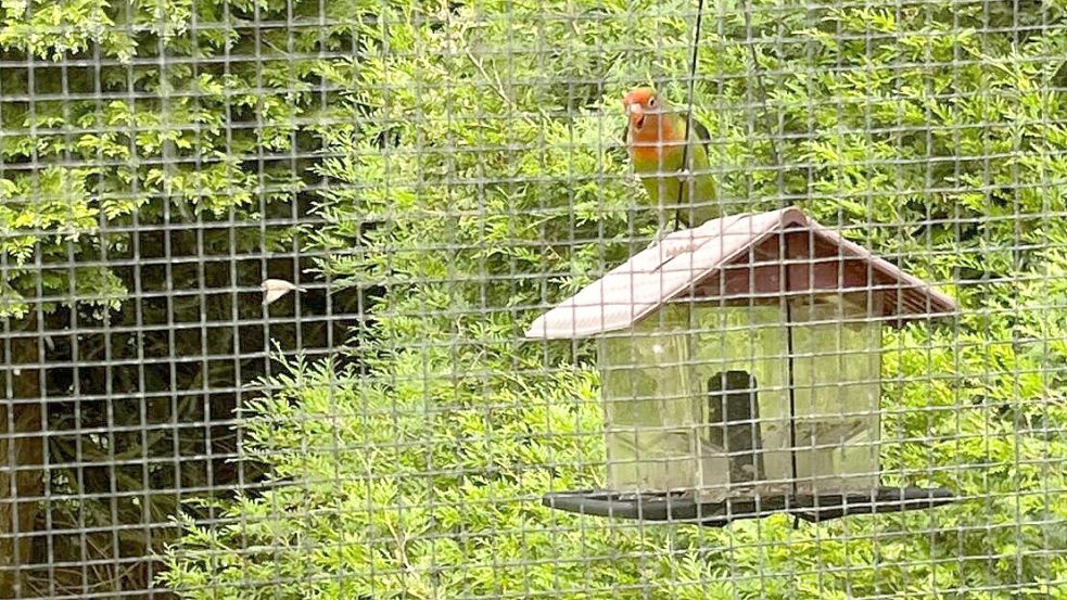 Annemarie Dröge entdeckte einen Papagei in ihrem Garten in Völlenerfehn. Das Foto wurde aus dem Katzengehege heraus geschossen. Foto: Privat
