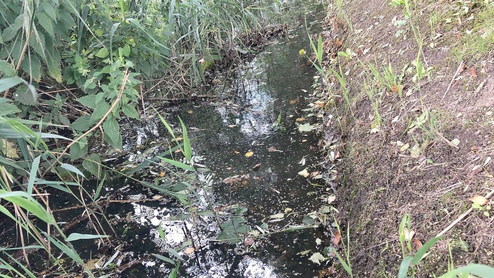 Ein offener Graben mit Wasser: So sollte es aussehen. Oft sind sie allerdings komplett zugewachsen. Foto: Vogt