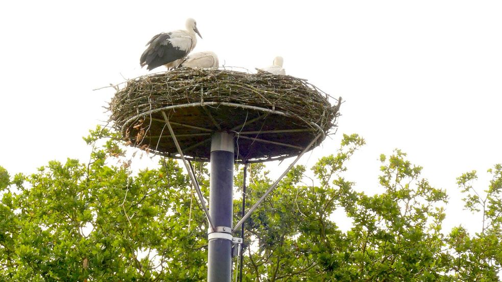 Drei Jungstörche sind in dem Nest, das Anja und Gerold Stratmann in Backemoor aufgestellt haben, groß geworden. Foto: Wieking