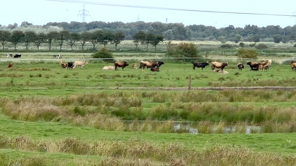 Friedlich grasen die Heckrinder auf der Weide am Thedingaer Vorwerk. Foto: Gettkowski