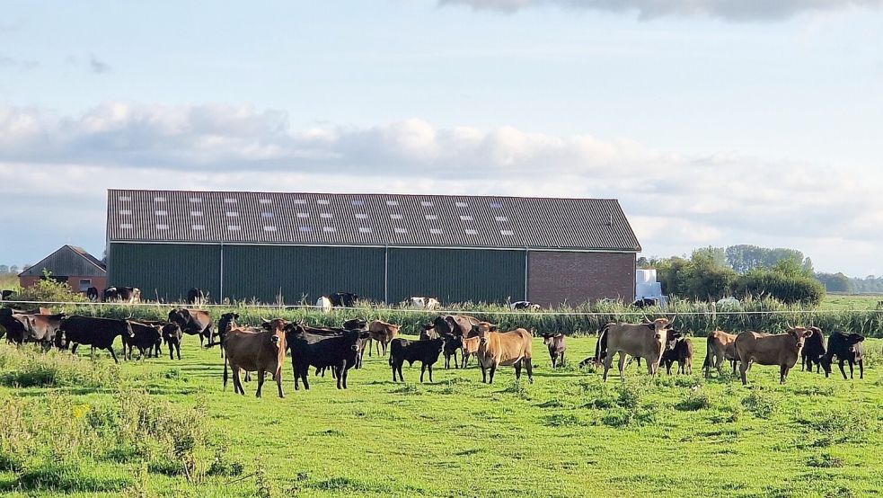 Der Nabu Niedersachsen will klagen, sollte der Landkreis auf die Auflösung der Konik- und Heckrinderherden in Coldam und Nüttermoor bis Ende September bestehen. Foto: Gettkowski