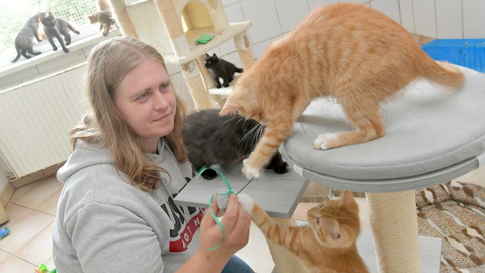 Silke Heilig aus dem Tierheim in Stapelmoor spielt mit einigen jungen Katzen. Interessenten, die ihnen ein neues Zuhause geben wollen, müssen einige Kriterien erfüllen. Archivfoto: Ortgies