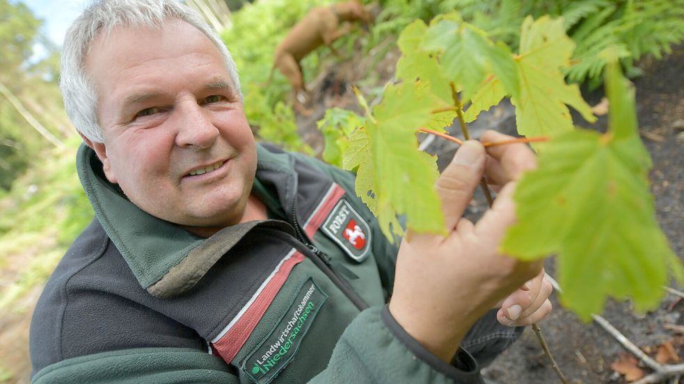 Zu den Tätigkeiten von Bezirksförster Erich Delfs gehören Waldaufforstungen in Ostfriesland. Foto: Ortgies