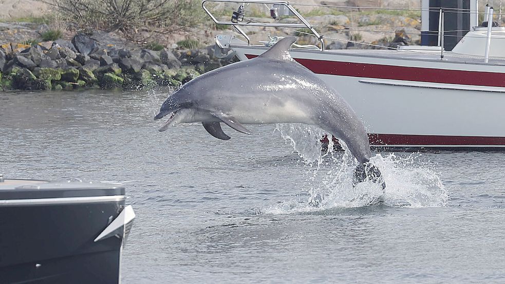 Delfin Delle lebt seit Ende April 2023 in der Ostsee - erst war er in Travemünde, nun ist er in Warnemünde zu sehen. Foto: Imago Images/Susanne Hübner