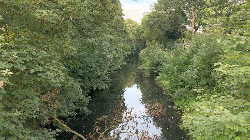 Das Sieltief wird erstmal von Gestrüpp befreit, dann soll noch mehr passieren. Foto: Vogt