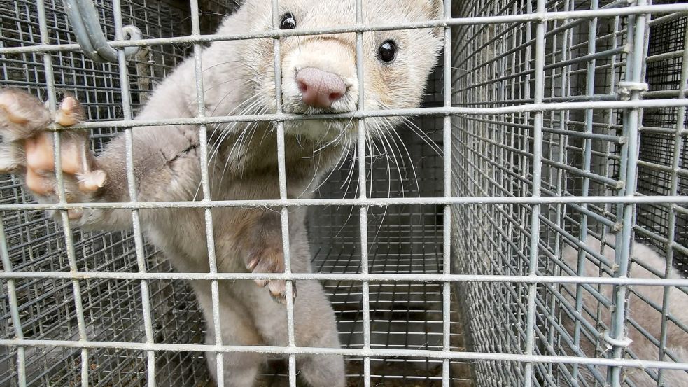 Warten auf die Verwertung: Nerz in polnischer Pelztierfarm. Foto: picture alliance/dpa/SOKO Tierschutz e.V.