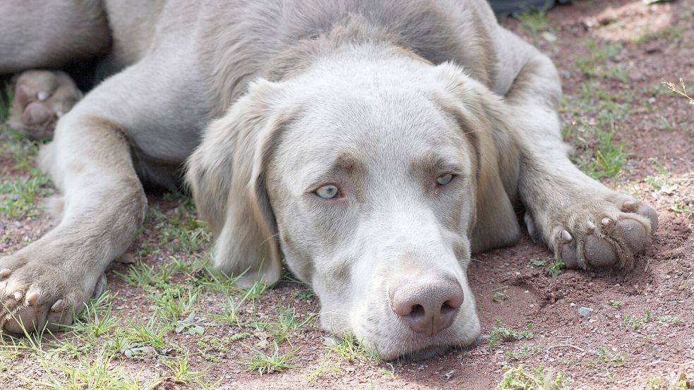 Hunde können im Alter genauso wie Menschen an Demenz erkranken. Foto: imago images/Panthermedia