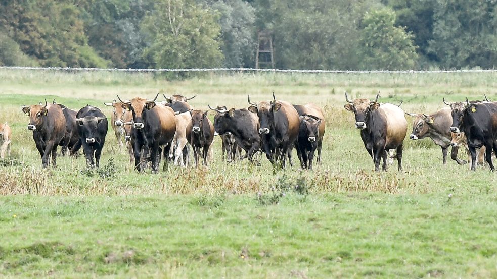 Die Heckrinder leben das ganze Jahr über draußen. Foto: Ortgies/Archiv