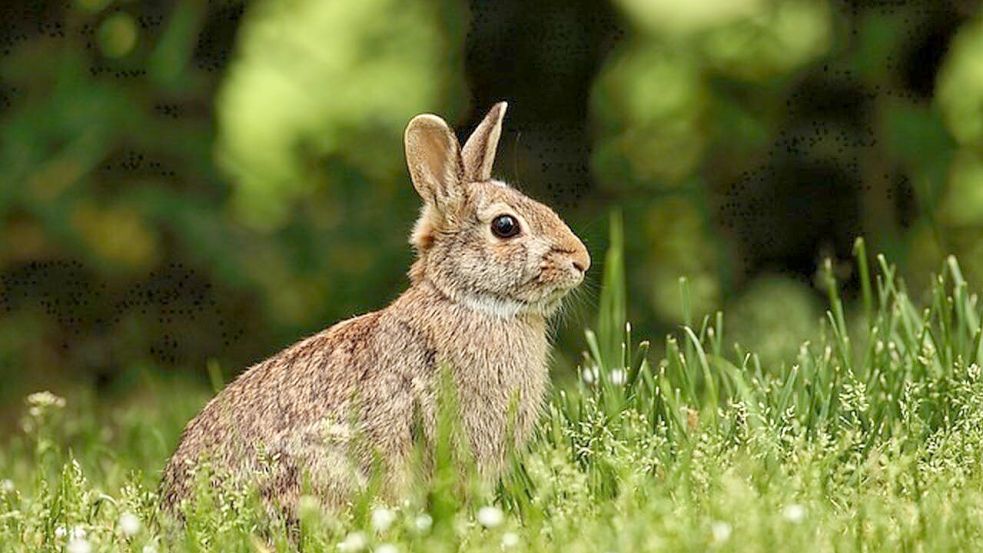 Polizistinnen haben auf der Insel Wangerooge einem Hasen das Leben gerettet. Symbolfoto: Pixabay