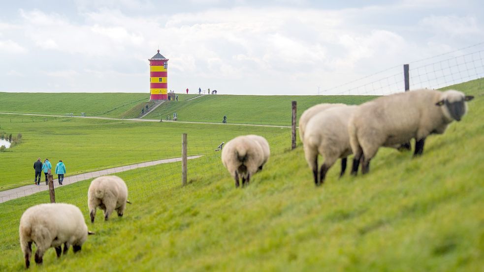 Die Höhe der Deiche in Niedersachsen wurde und wird immer wieder auf den Prüfstand gestellt. Statt Kühen werden nur noch Schafe als lebendige Rasenmäher eingesetzt. Foto Schuldt/dpa