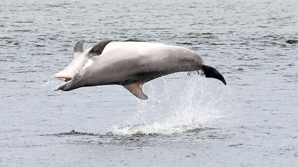 Im Frühjahr beglückte und verzauberte Delfin „Delle“ die Besucher und Spaziergänger in Travemünde. Foto: Imago Images/Susanne Hübner