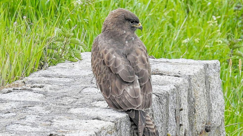 Eine Rohrweihe könnte sich in Stapelmoor ansiedeln. Foto: pixabay
