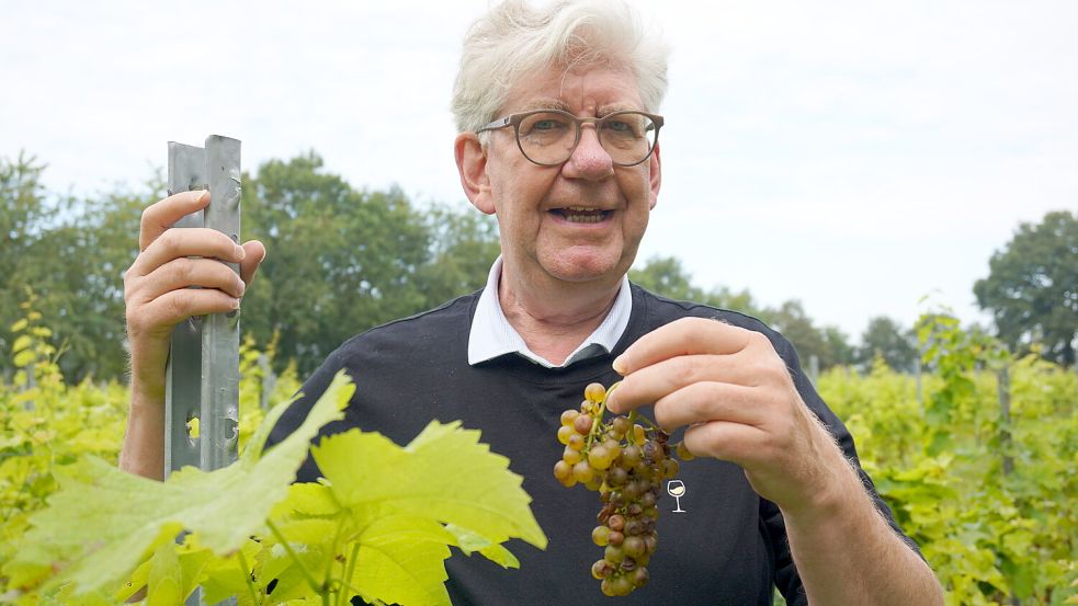Torsten Oltmanns, Initiator und Vorstandschef der ersten Ostfriesischen Winzergenossenschaft, freut sich sehr über die Qualität der ersten Ernte. Foto: Hagewiesche