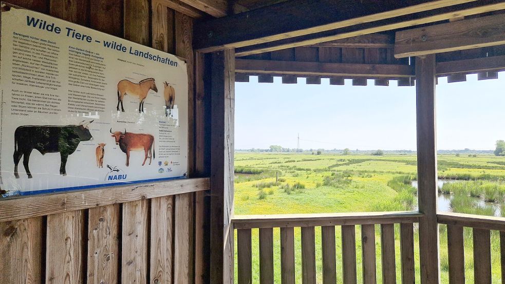 Im Aussichtsturm gibt es Informationen über die Beweidungsprojekte. Von dort aus lassen sich mit dem Fernglas die Heckrinder und Koniks beobachten. Foto: Gettkowski