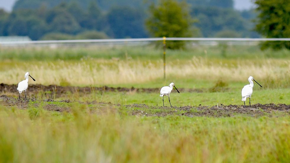Auf der Weide Thedingaer Vorwerk in Nüttermoor konnte man an einigen Tage auch Löffler beobachten. Mit seinem löffelartig zur Spitze verbreiterten Schnabel seiht er Nahrung aus dem Wasser. Foto: Orgies