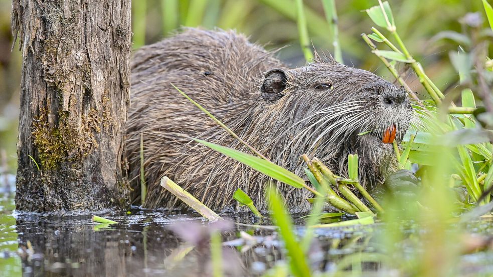 Invasiv: Eine Nutria frisst Wasserpflanzen am Ufer eines Gewässers. Foto: Pleul/dpa/Archiv