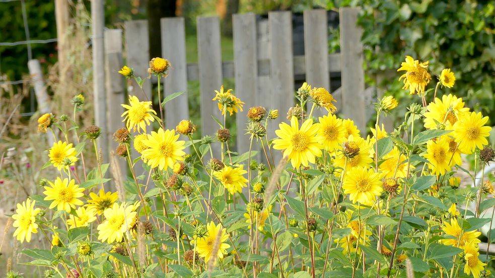 Die Stauden-Sonnenblume Sorte Meteor blüht in voller Pracht. Foto: Berends-Lüürßen
