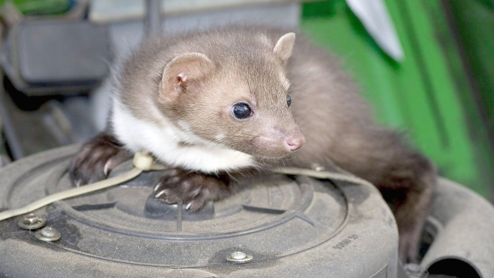 Häufiger erkunden Marder den Motorraum eines Autos. Nun aber hat sich ein Marder am Umspannwerk in Brandenburg zu schaffen gemacht. Foto: imago images/McPhoto