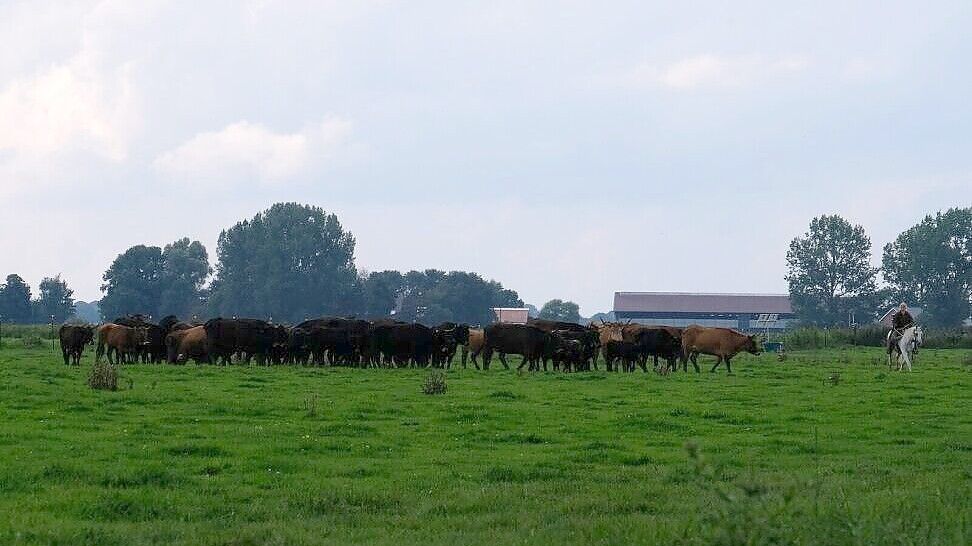 Alle 40 Rinder von der Fläche in Coldam konnten durch berittene sogenannte Cattle Driver zusammengetrieben werden. Sie wurden an drei Viehhalter verkauft, darunter ein Beweidungsprojekt in Deutschland, und abtransportiert. Foto: Nabu/Anna Schulte-Eickholt