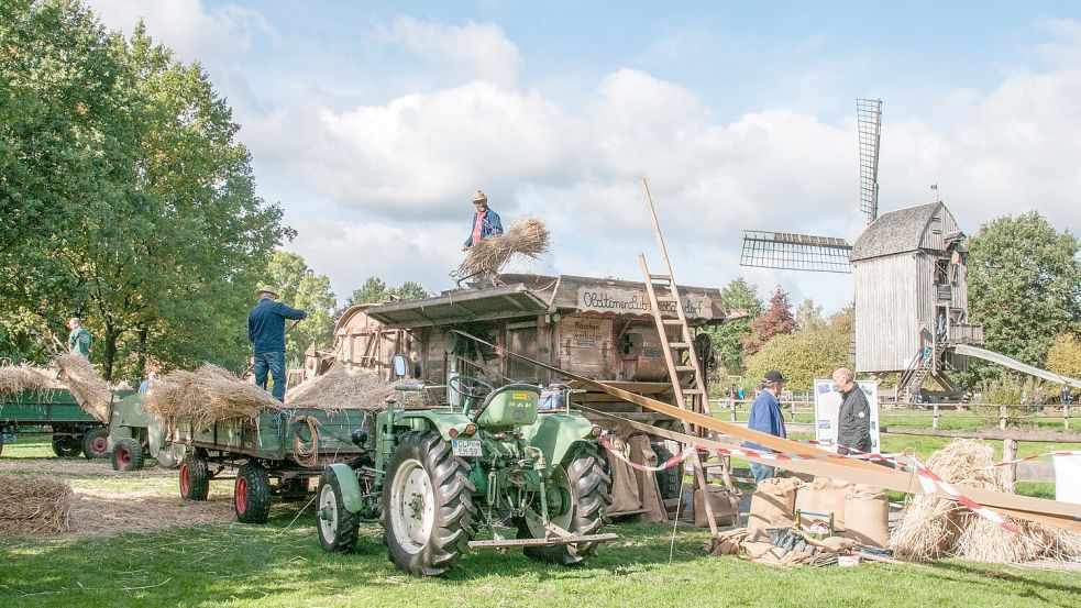Der Oldtimerclub Nikolausdorf präsentiert mehrere alte Traktoren und führt unter anderem das Dreschen mit einer Dreschmaschine von 1936 vor. Foto: Eckhard Albrecht