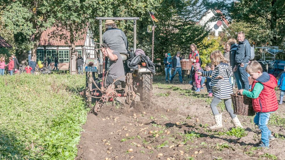 Kinder können im Museumsdorf Cloppenburg bei der Kartoffelernte des Museums und bei der Apfelernte mithelfen. Foto: Eckhard Albrecht