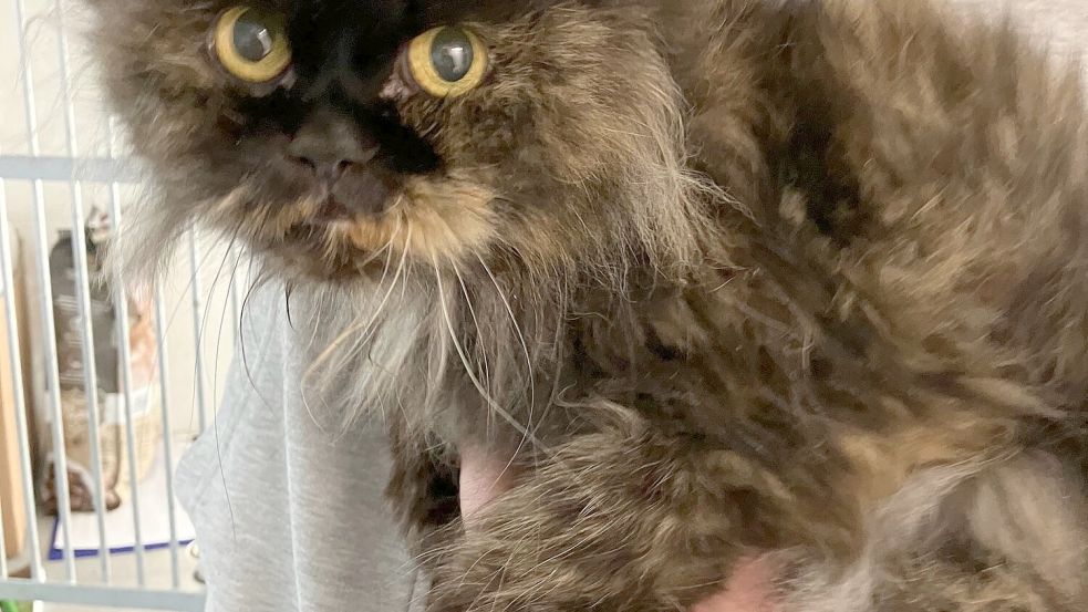 Die etwa fünf Jahre alte Katze Daisy war rund acht Wochen lang mit ihrem toten Besitzer in der Wohnung eingesperrt und wird derzeit im Tierheim Cuxhaven versorgt. Foto: Susanne Rademacher