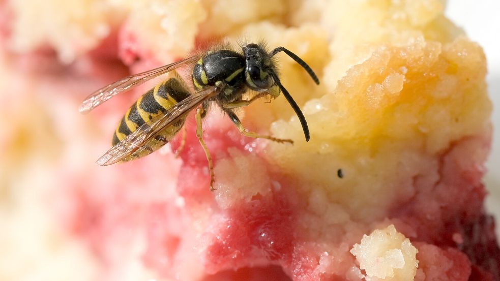 Auch jetzt im Herbst sind noch viele Wespen aktiv. Foto: dpa/Jens Kalaene