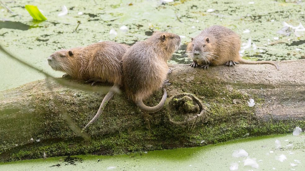 Vermehren sich ganzjährig und entsprechend rasant: Nutrias in Niedersachsen. Foto: Stratenschulte/DPA/Archiv