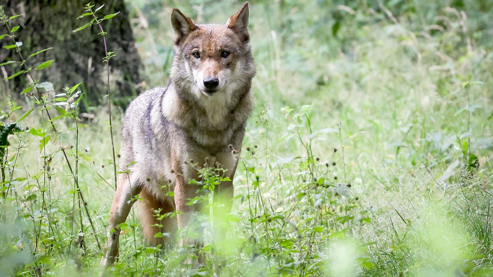 Der Wolf breitet sich weiter in Deutschland aus. Foto: dpa/Christian Charisius